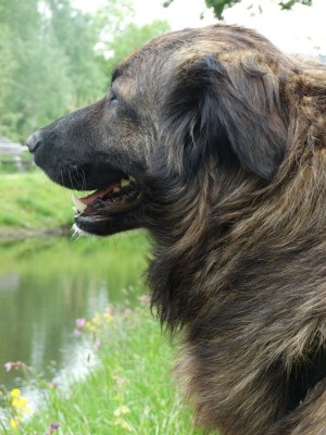 Afbeelding invoegen