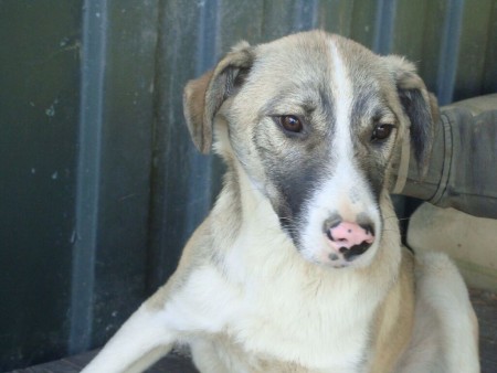 Afbeelding invoegen