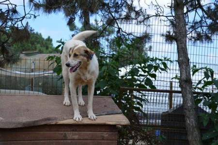 Afbeelding invoegen