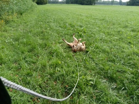 Afbeelding invoegen
