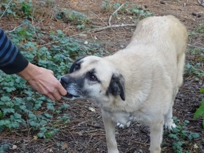 Afbeelding invoegen
