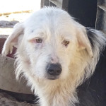 Afbeelding invoegen